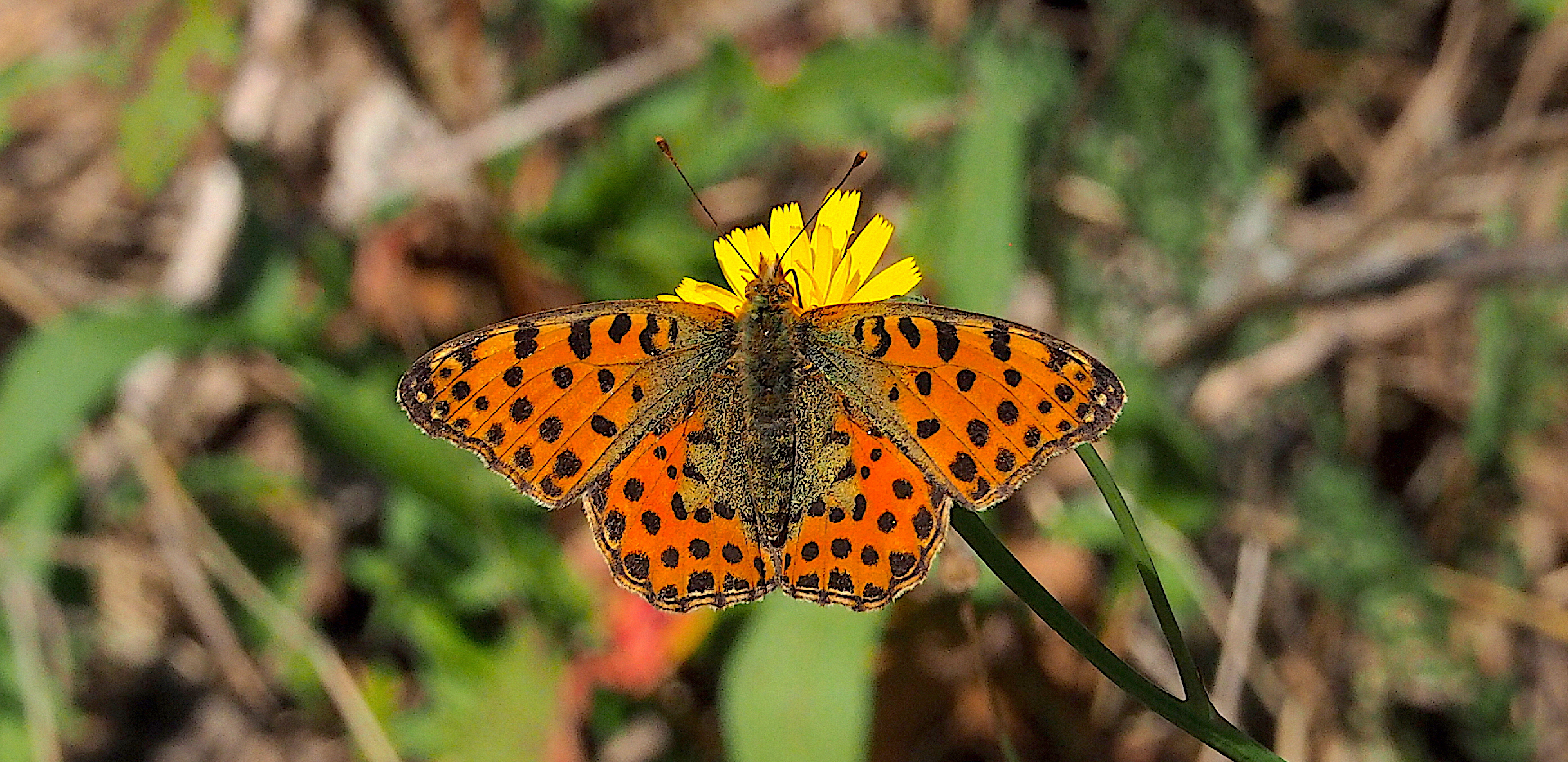 Oranje vlinder met zwarte stippen op een gele bloem, groene onscherpe achtergrond.