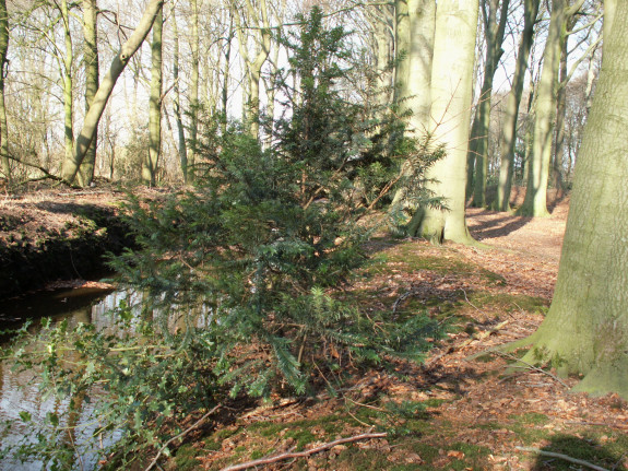 Taxus
