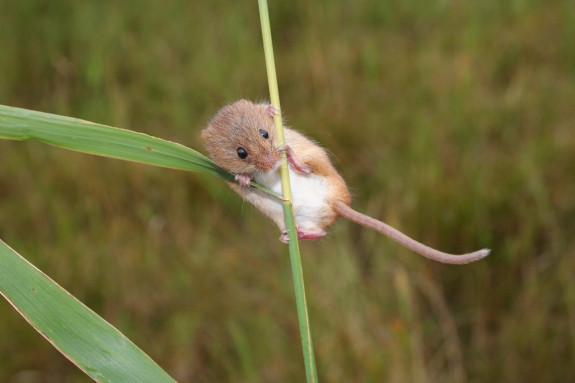 Dwergmuis