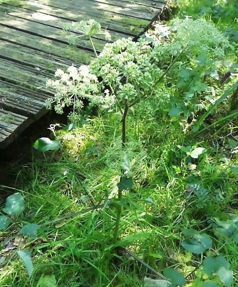 Gewone Engelwortel