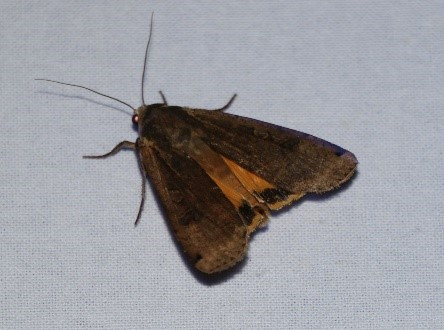 Huismoeder