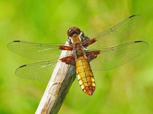 Insectenwerkgroep