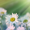 Margriet