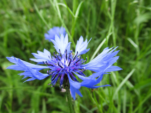 wilde planten gemert-bakel IVN herkennen 
