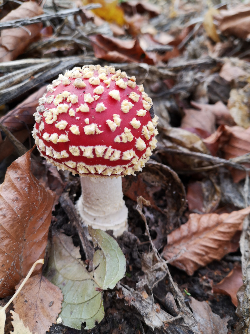 Cursus Schimmels en paddenstoelen, rode paddenstoel, excursie, ivn, ivn natuurbeleving, IVN kids, IVN kinderen, IVNOisterwijk, IVN Oisterwijk, IVN excursie