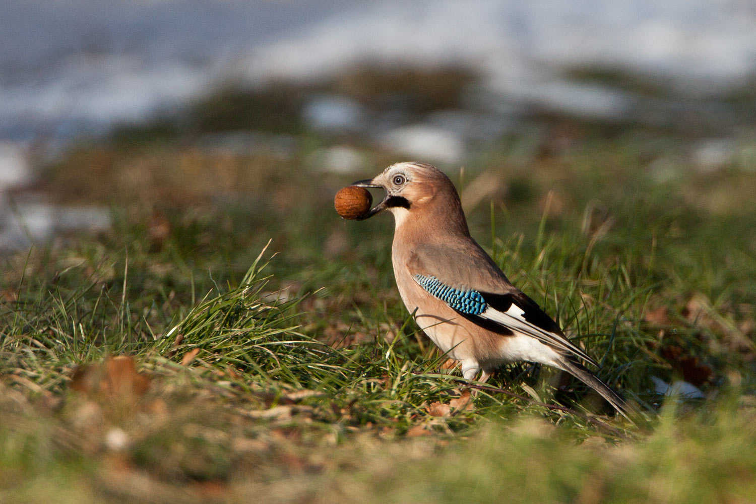 lezing list en bedrog in de natuur