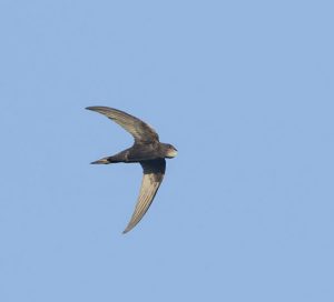 Foto: A. de Groot, Vogeldagboek