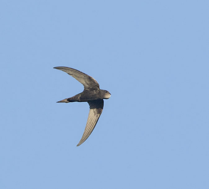 Foto: A. de Groot, Vogeldagboek