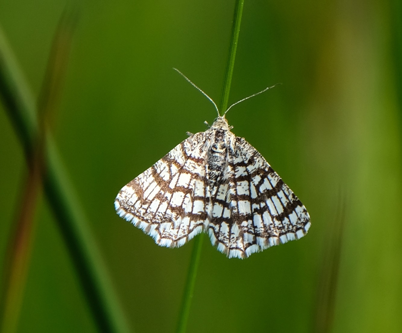Klaverspanner, nachtvlinder, ivn, ivn natuureducatie, vlindersafari, Ivn oisterwijk, natuurbeleving, insecten ,kleine aarde, boxtel, vlinder,