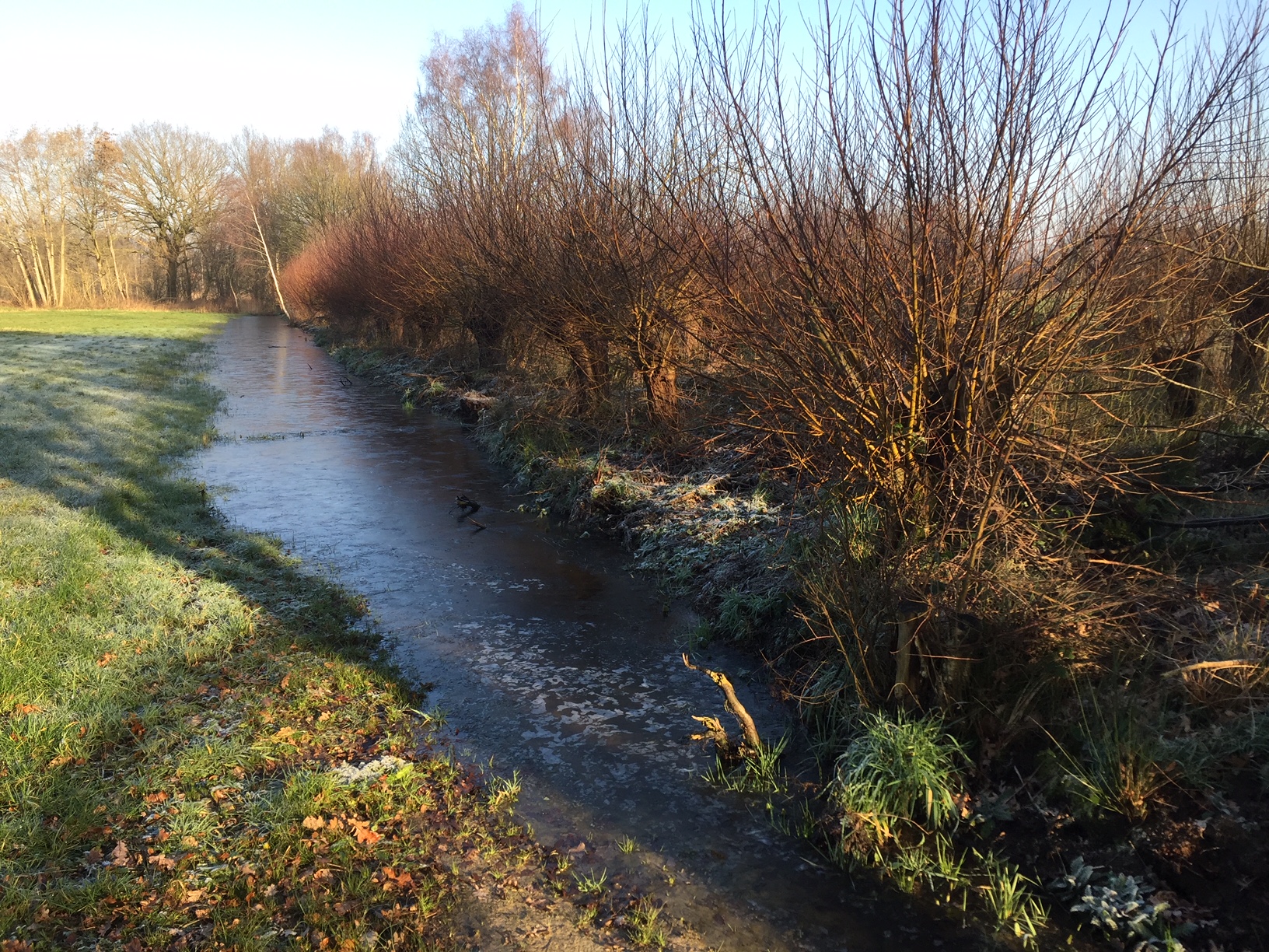 Bevroren beek met groene en berijpte grasranden, omgeven door bomen in een winters landschap.