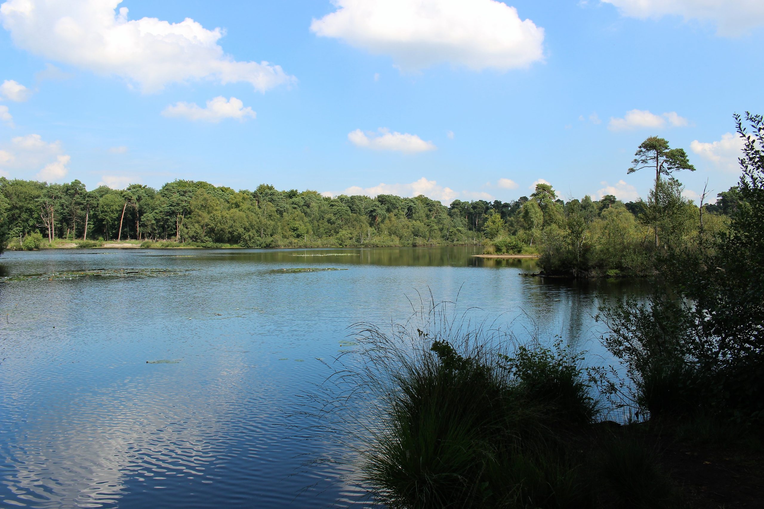 Vijver omringd door bomen en begroeiing onder een blauwe lucht met wolken.
