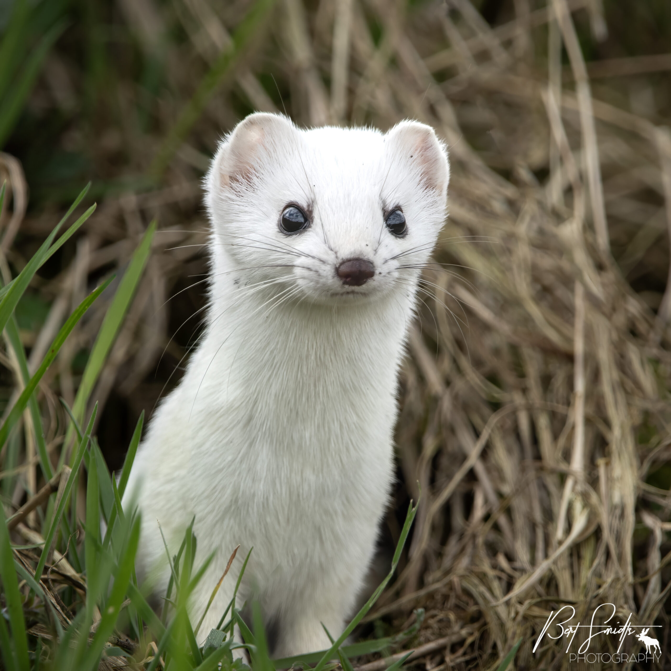 Witte hermelijn kijkt recht vooruit, omringd door gras en droge vegetatie.