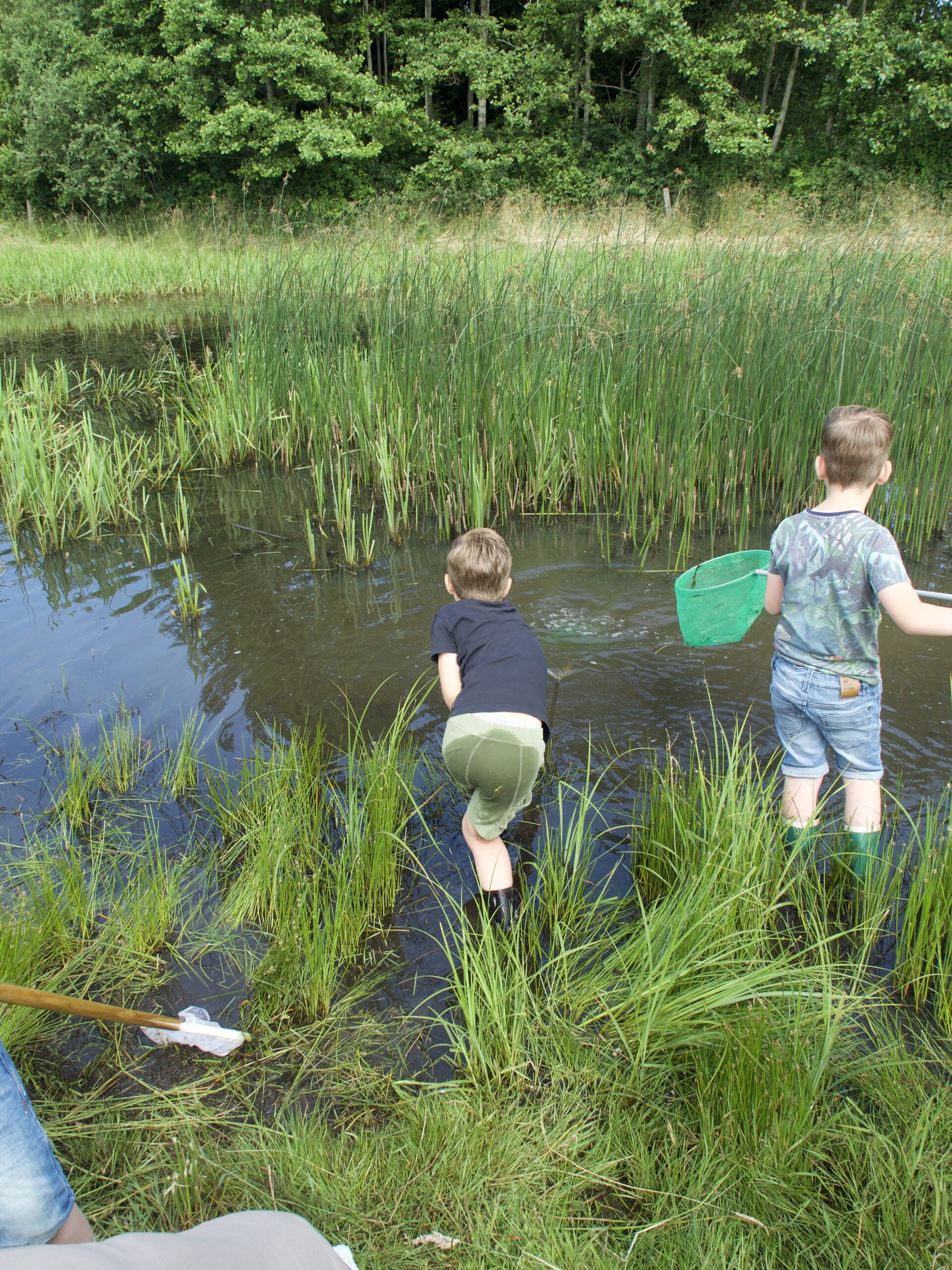 Kinderen vangen waterdieren met netten in een rietrijke sloot bij een bos.