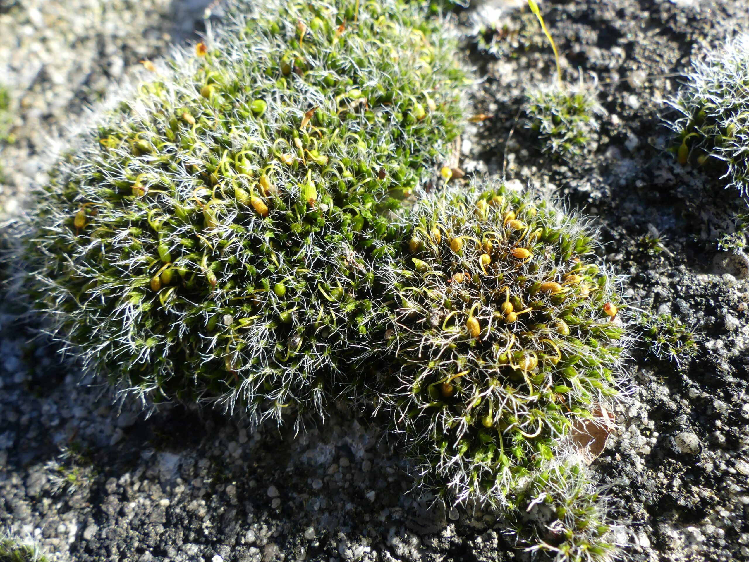 Groene moskussentjes op zanderige grond, met fijne witte haartjes en kleine, gele knoppen.
