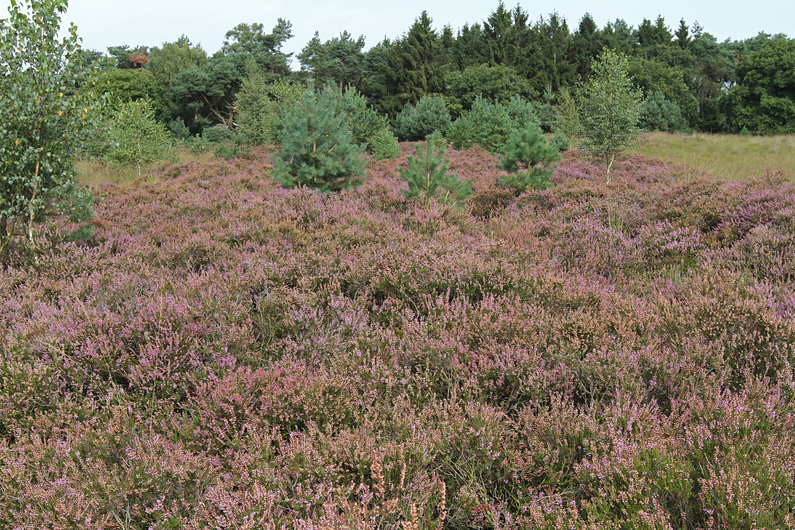 Paarse heidevelden met groene bomen op de achtergrond.