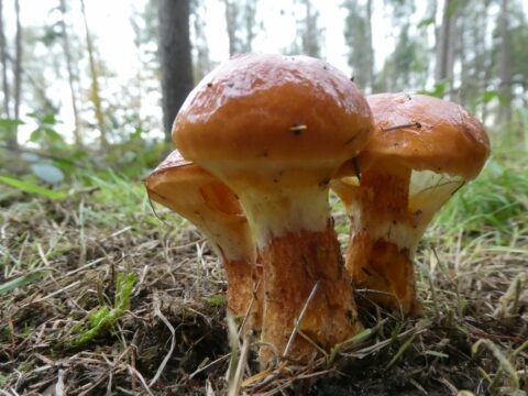 Paddenstoelen, ivn, Oisterwijk Ivnoisterwijk, natuur, kampina,