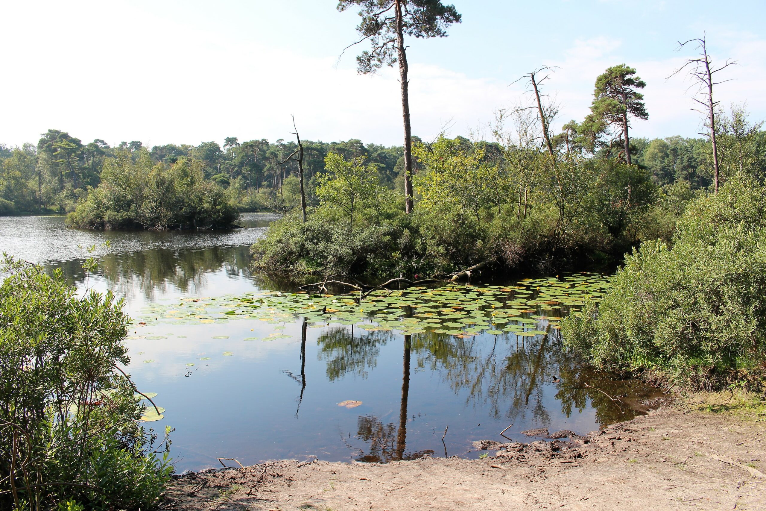 Bosrijke plas met waterlelies en omliggend groen onder een heldere lucht.