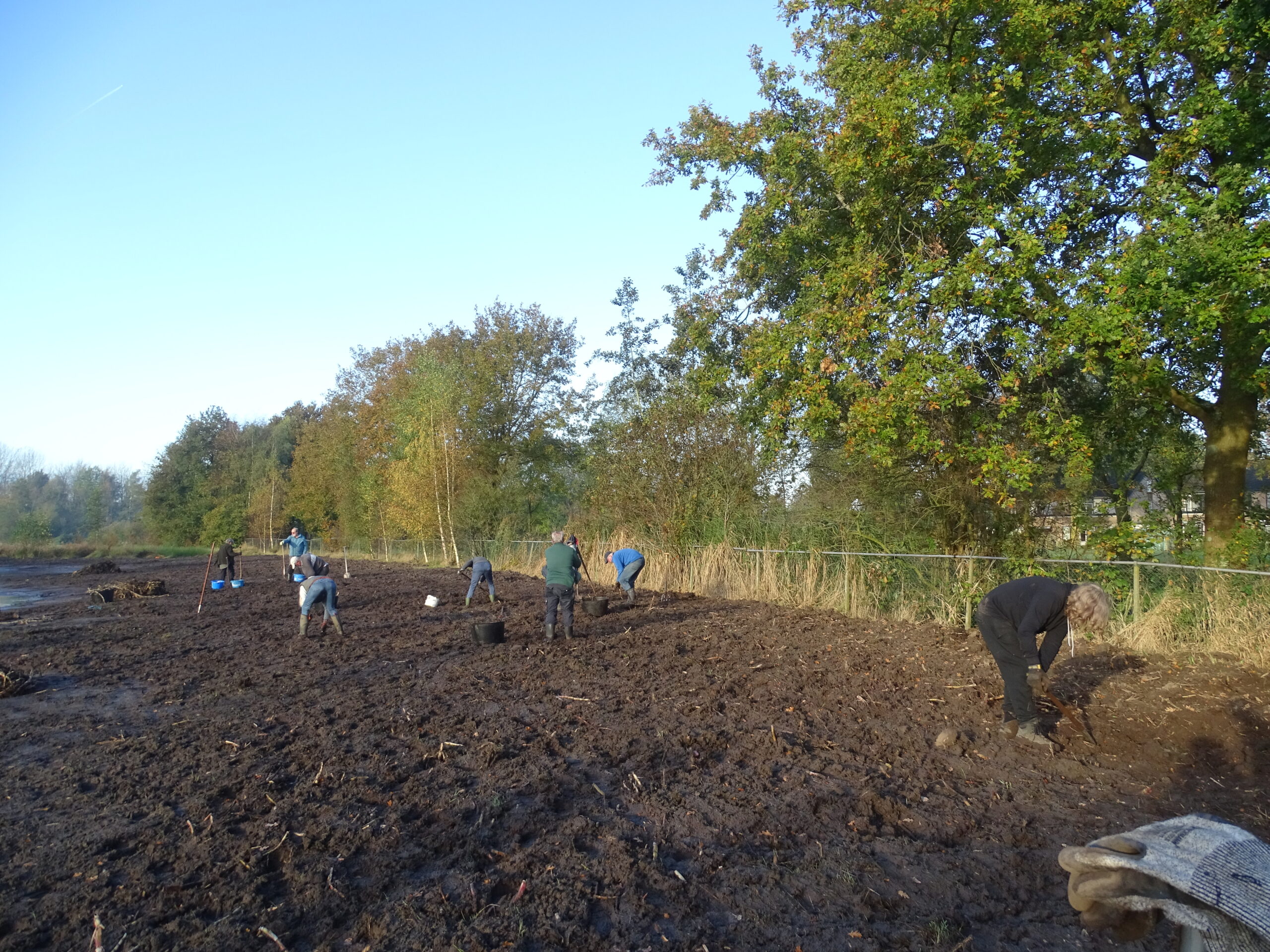 Mensen werken op een modderig veld naast een bos, met diverse activiteiten zoals graven en planten.