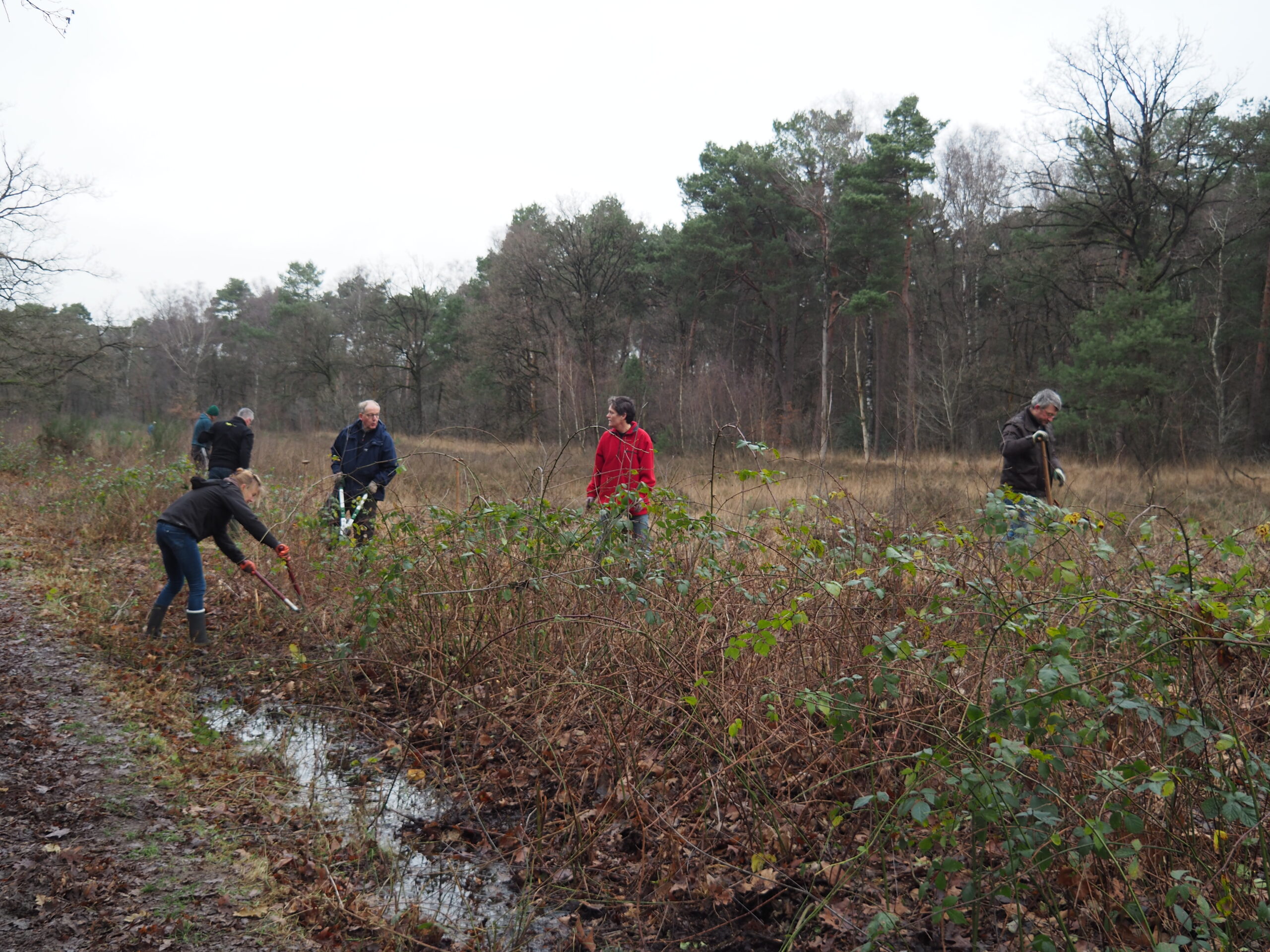 Mensen snoeien struiken in een bosachtig gebied met bomen op de achtergrond.