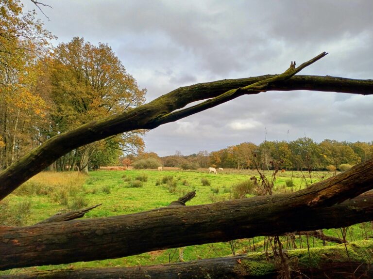 Beeld van een groene weide met grazende paarden, omgeven door herfstbomen en een frame van boomstammen.
