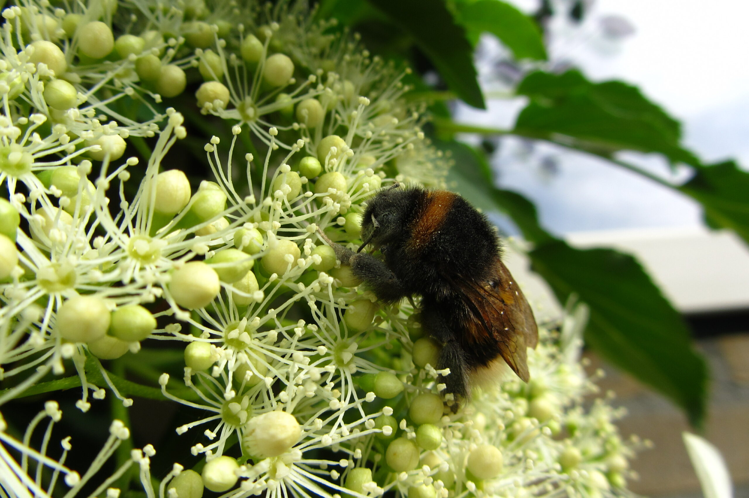 Bij, rustend op witte bloesem met knopjes, omgeven door groen blad.