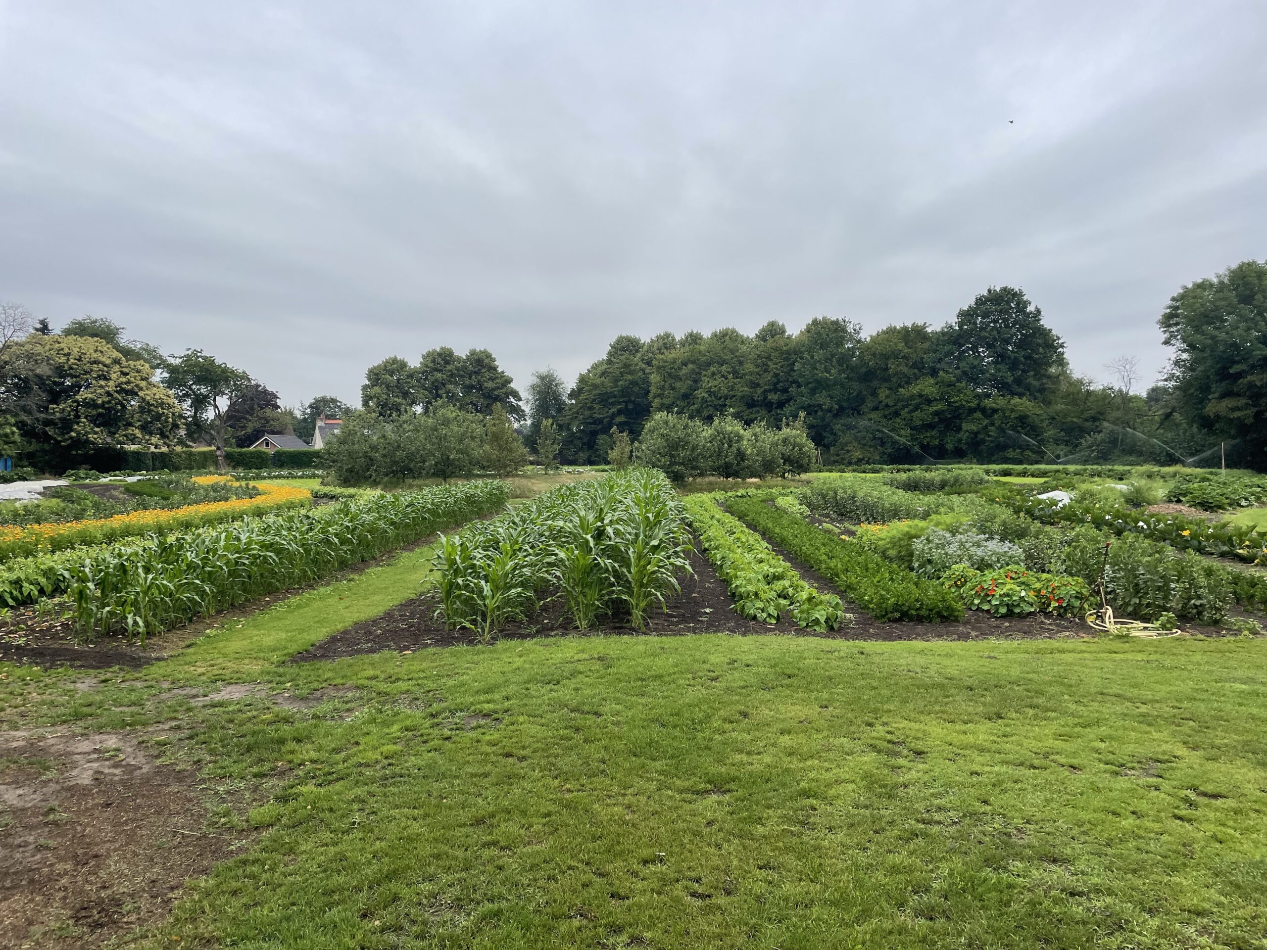 Groentetuin met rijen groenten en bloemen, omgeven door bomen onder een bewolkte hemel.