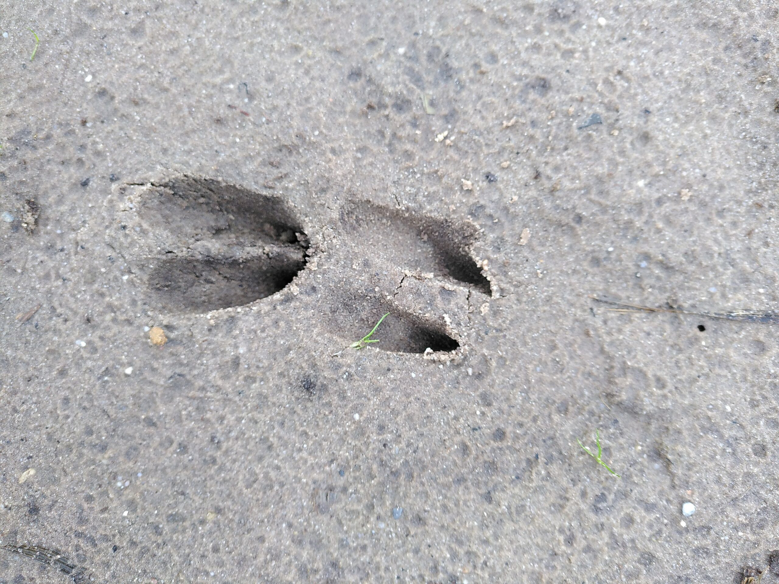 Diersporen herkennen