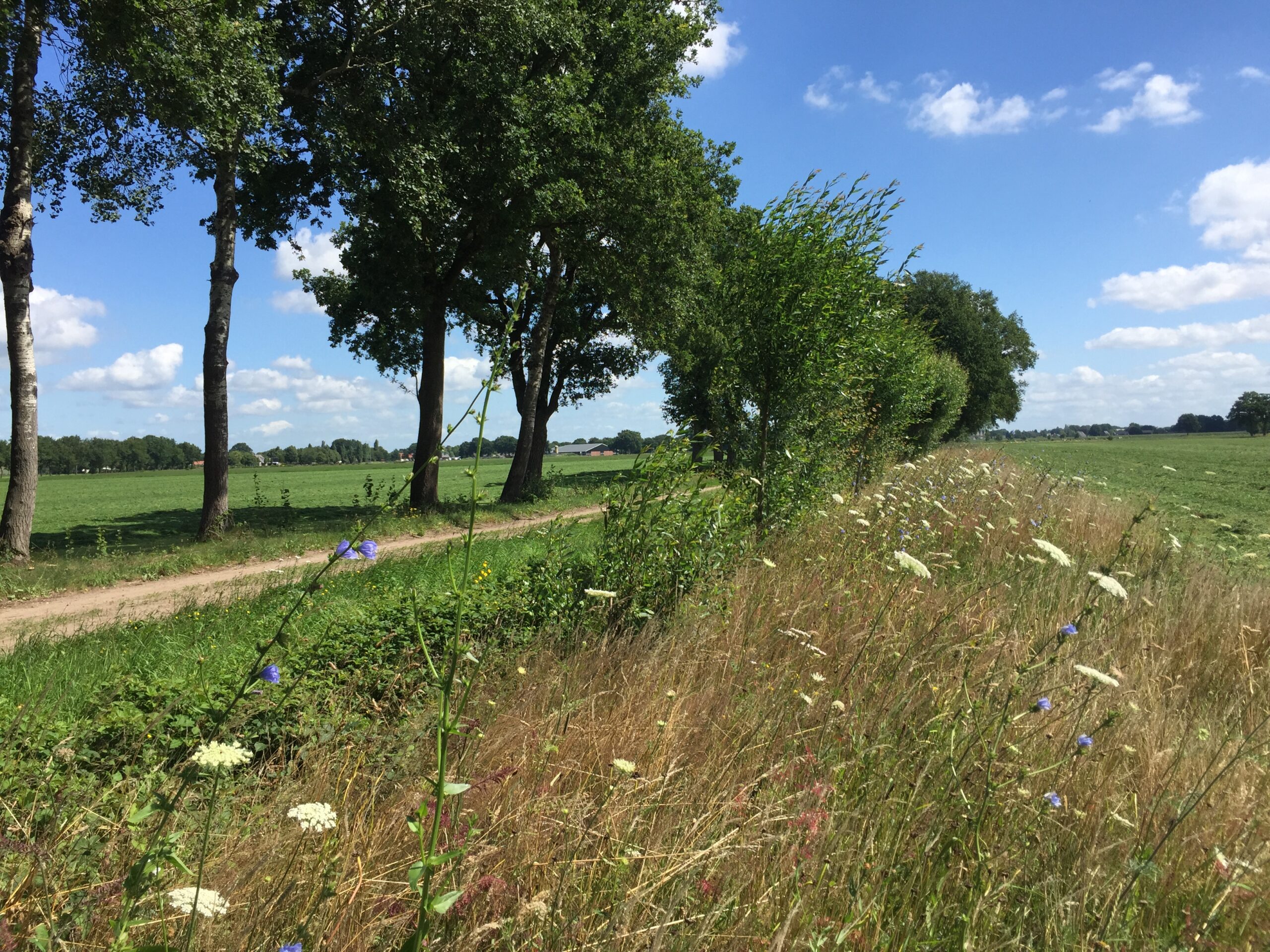Landweg langs grasvelden met bomen en wilde bloemen onder een blauwe hemel met witte wolken.