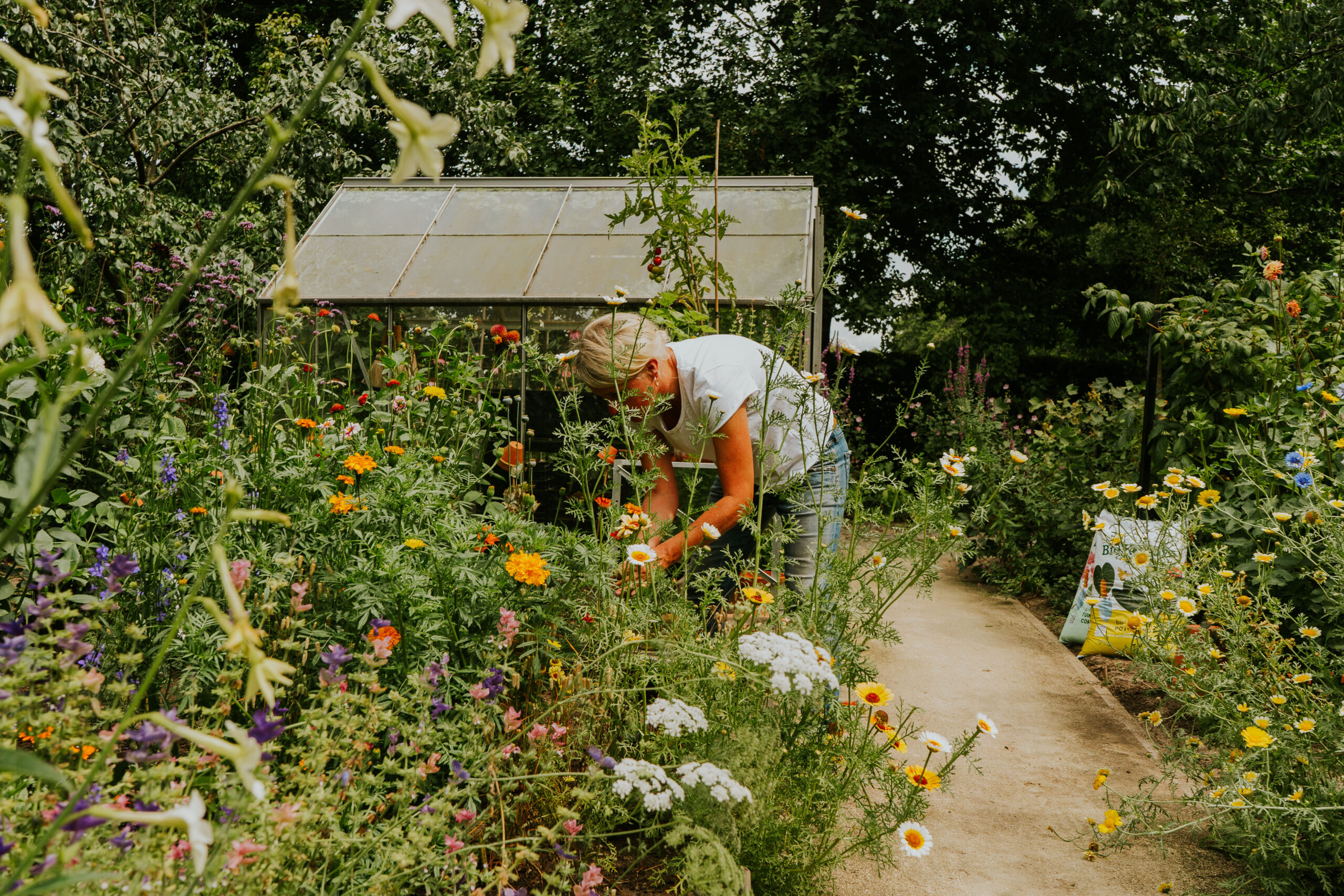 Persoon verzorgt bloemen in een weelderige tuin naast een kas op een zonnige dag.