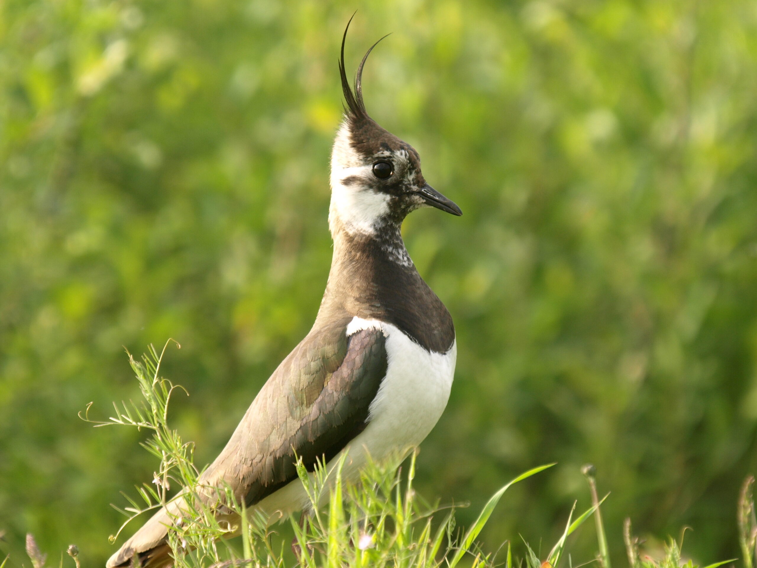 Kievit met opgerichte kuif in groene omgeving.