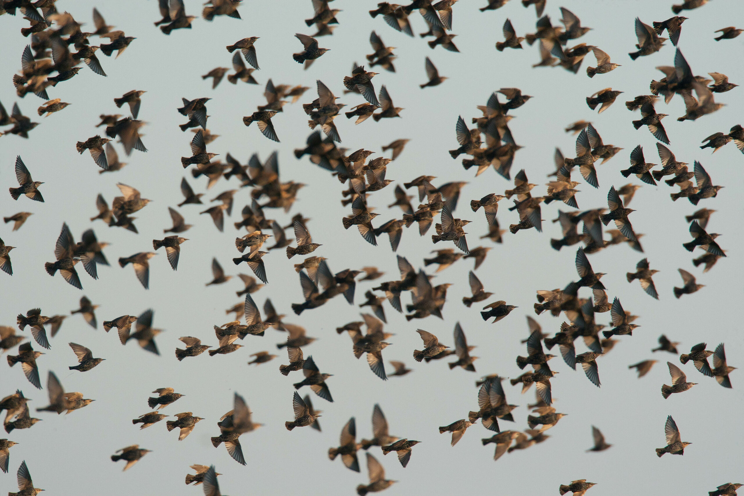 Zwerm vogels in de lucht tegen een heldere hemel.