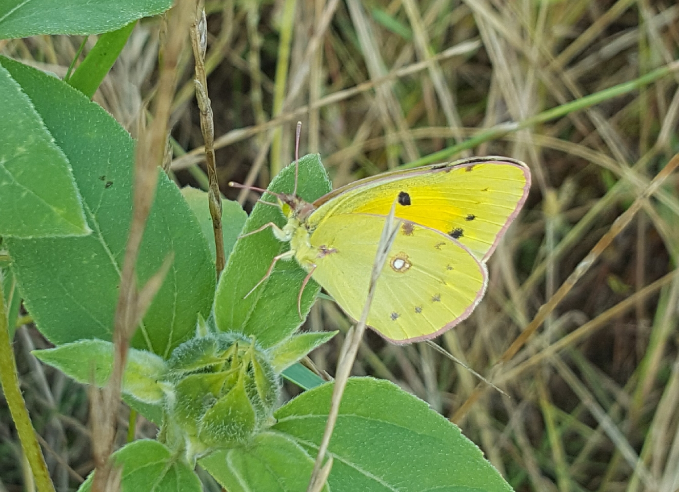 Gele vlinder rust op groene bladeren in een natuurlijke omgeving.