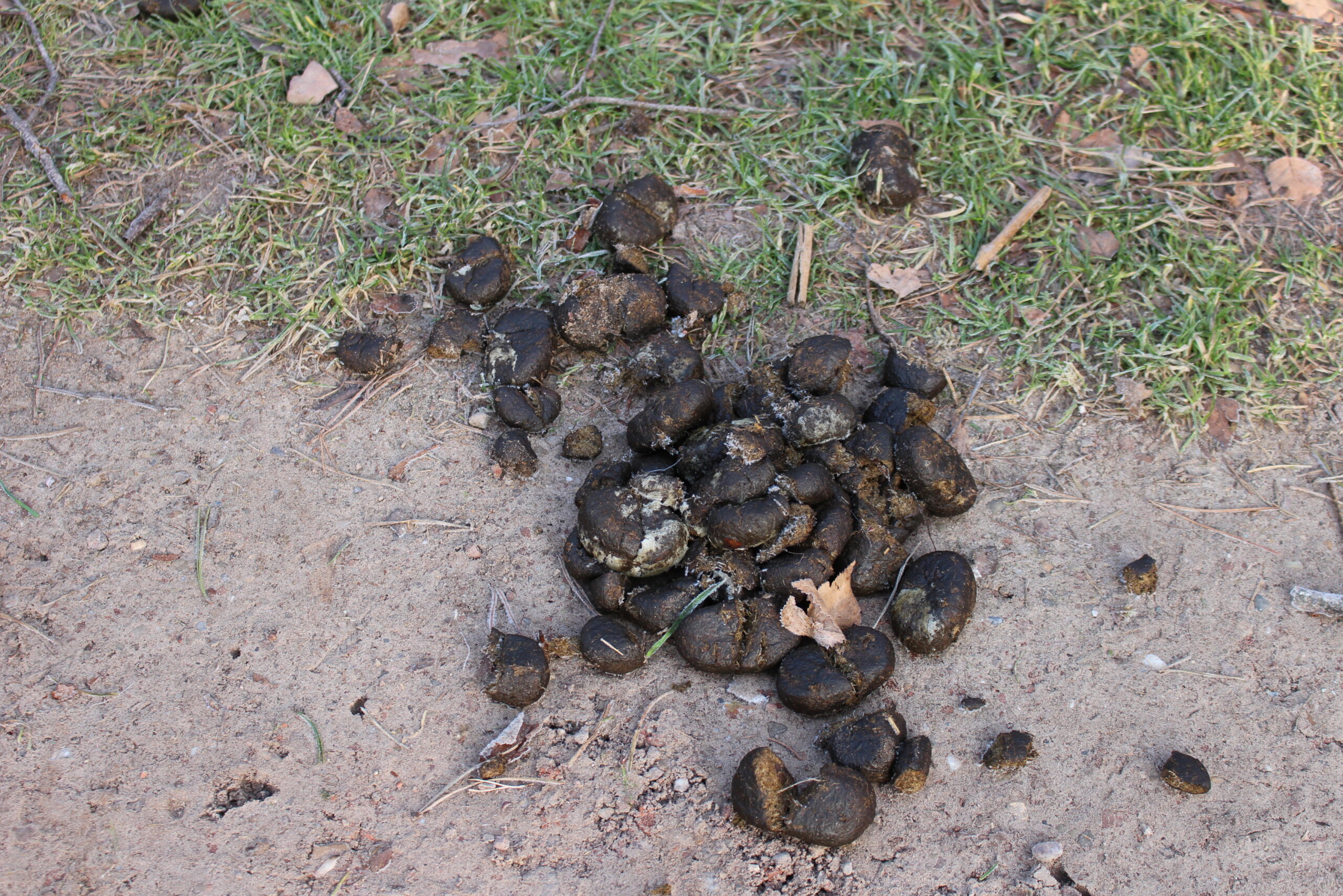 Paardenmest op een zandige ondergrond met gras en bladeren.