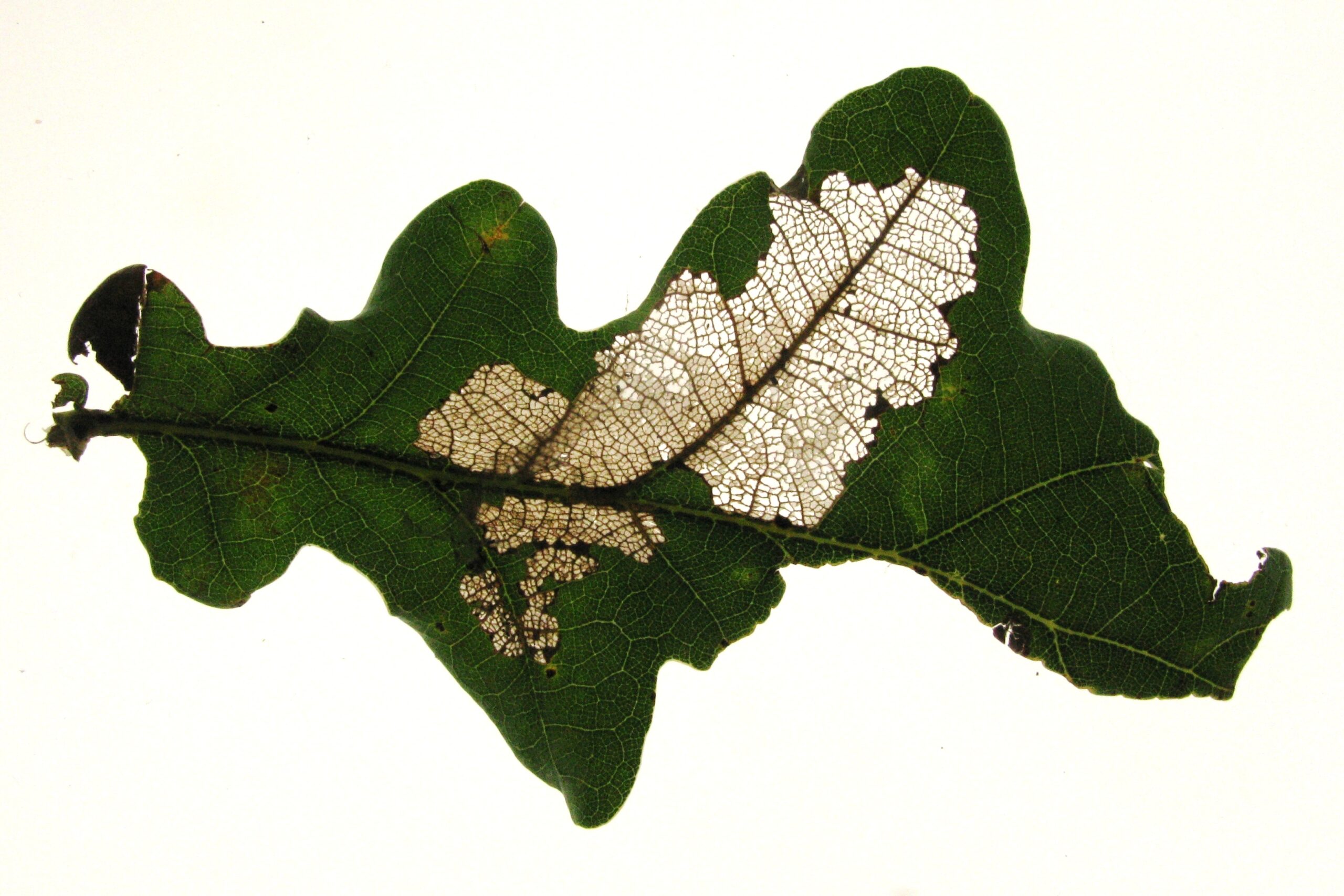 Een groen blad met witte beschadigde plekken door insecten.
