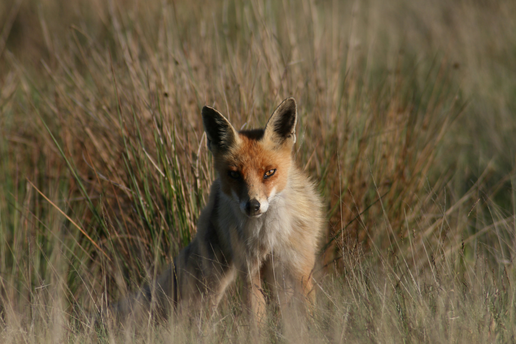 Vos half verborgen in hoog gras, kijkt recht in de camera.