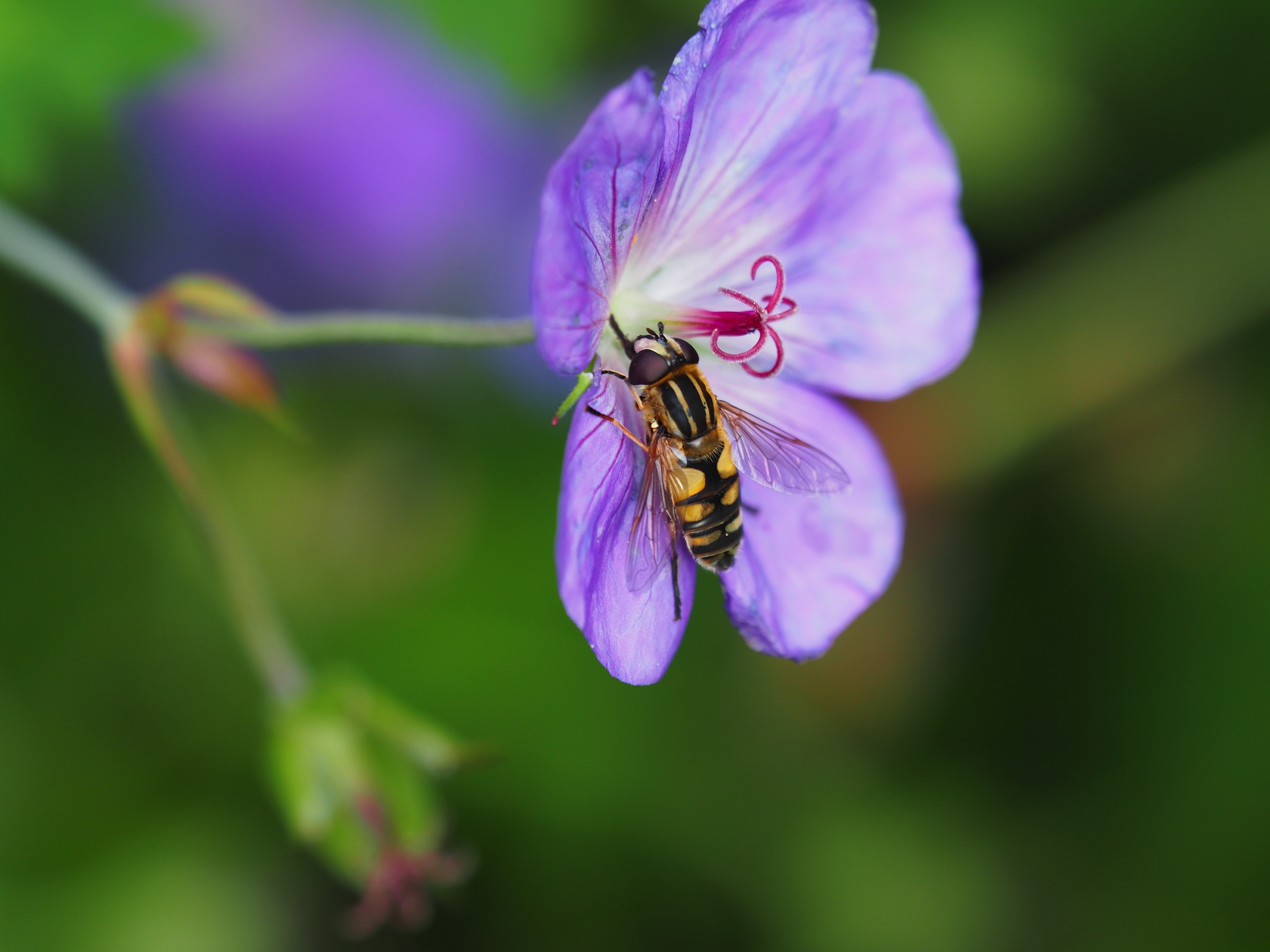 Bij een paarse bloem zit een zweefvlieg met gele en zwarte strepen in het midden.