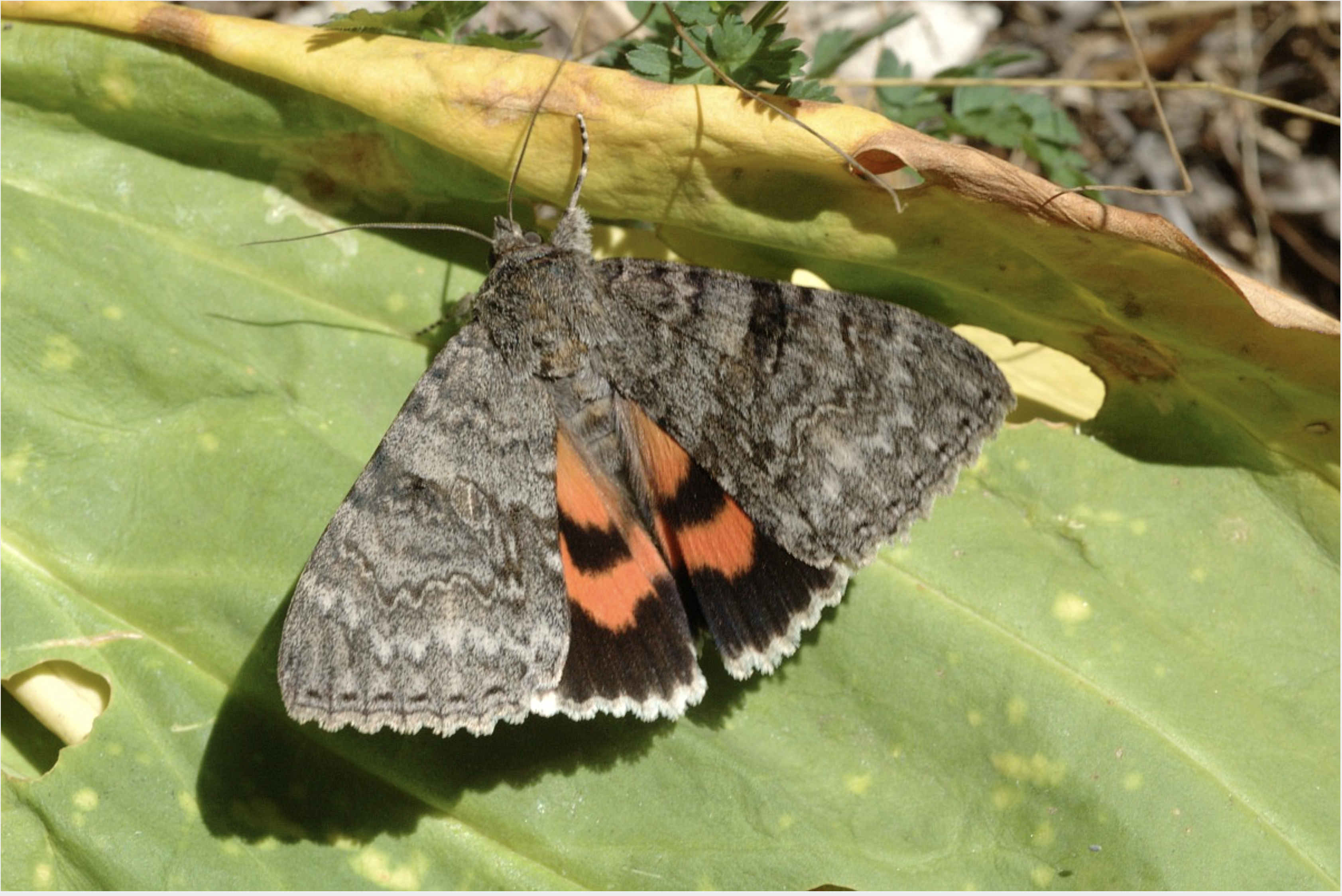 Grijze vlinder met oranje en zwarte vlekken rust op groen blad.