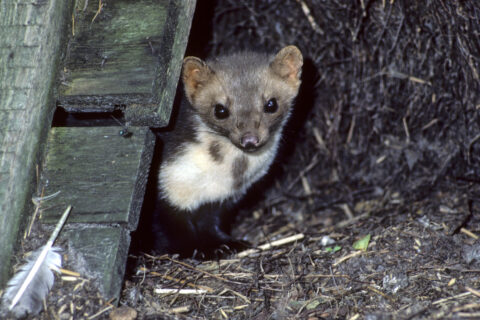 Steenmarter onder houten structuur, kijkt nieuwsgierig uit de schuilplaats met veer op de grond.
