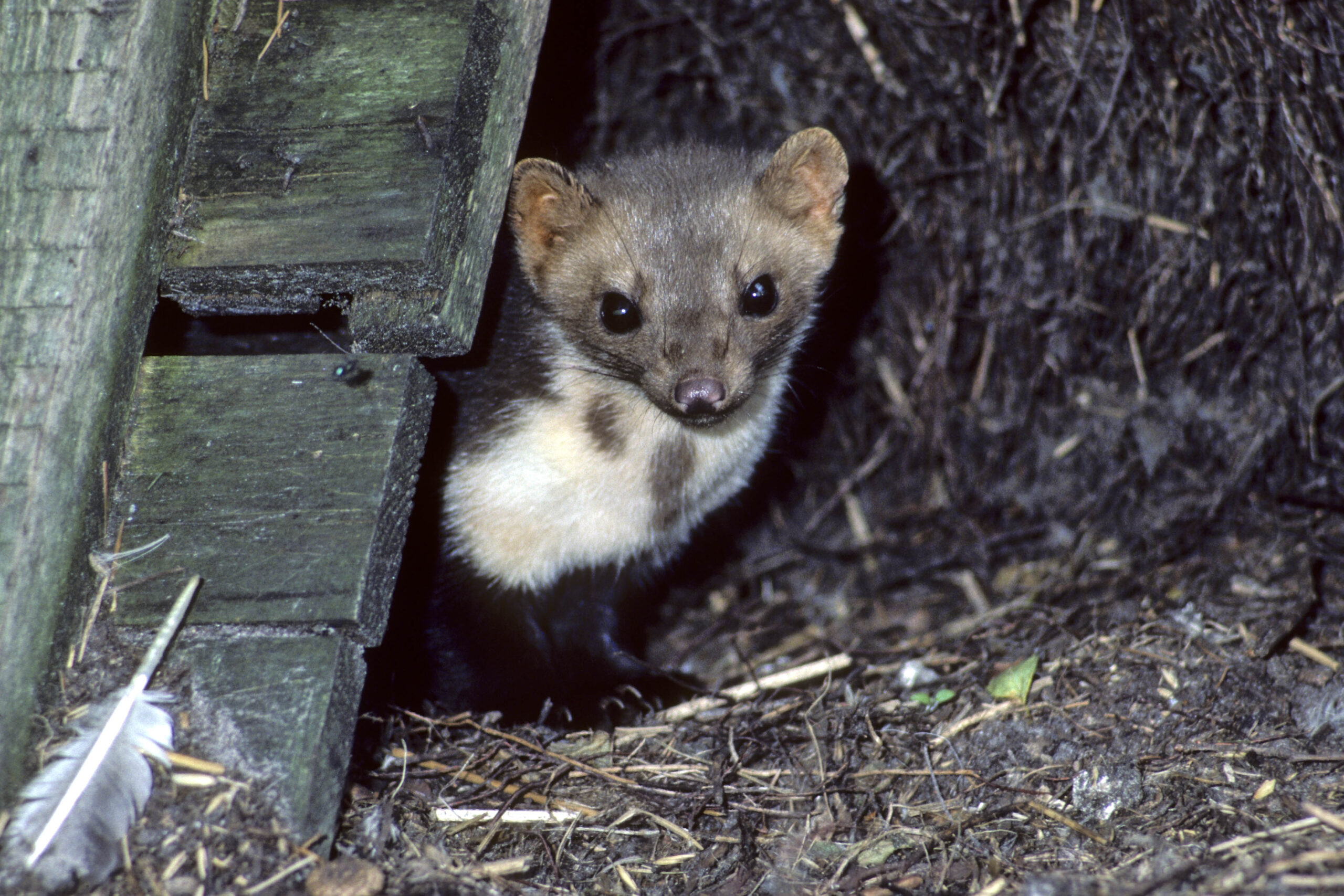 Steenmarter onder houten structuur, kijkt nieuwsgierig uit de schuilplaats met veer op de grond.