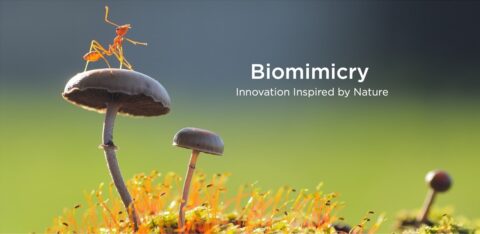 Mier op paddenstoel met tekst "Biomimicry: Innovation Inspired by Nature" tegen groene achtergrond.