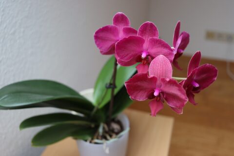 Paarse orchidee in een witte pot op een houten tafel, met groene bladeren op de achtergrond.