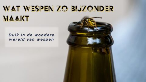 Wesp op een glazen fles met tekst: "Wat wespen zo bijzonder maakt".