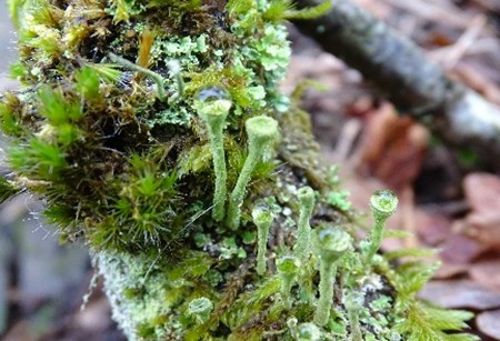 Close-up van groen mos en korstmossen op een tak, met enkele bruine bladeren op de achtergrond.