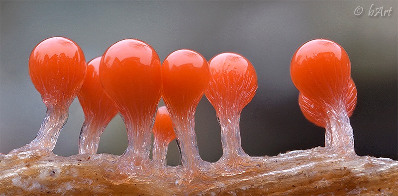 Oranje slijmzwam op een tak met doorschijnende steel en bolle bovenkant, close-up.
