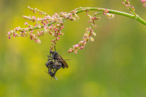 Insecten paren hangend aan bloeiende plant tegen groene achtergrond.