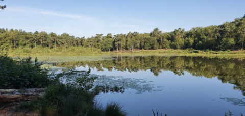 Bosmeer met reflectie van bomen in helder water, omgeven door groene oever en blauwe lucht.