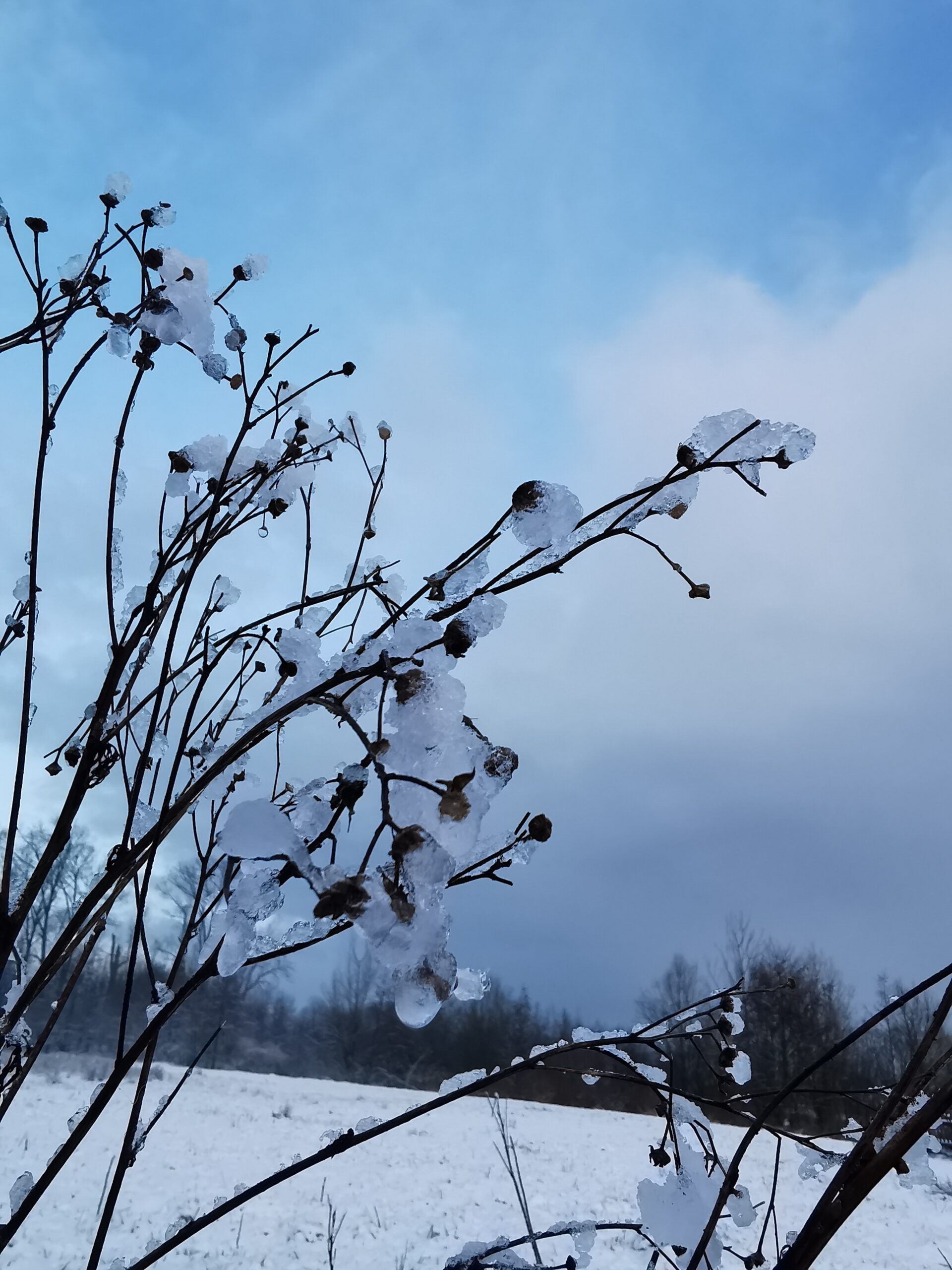Tak met ijs en sneeuw tegen een blauwe lucht en besneeuwd landschap.