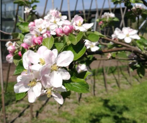 Bloesemtakken met roze en witte bloemen tegen een achtergrond van groene tuin.