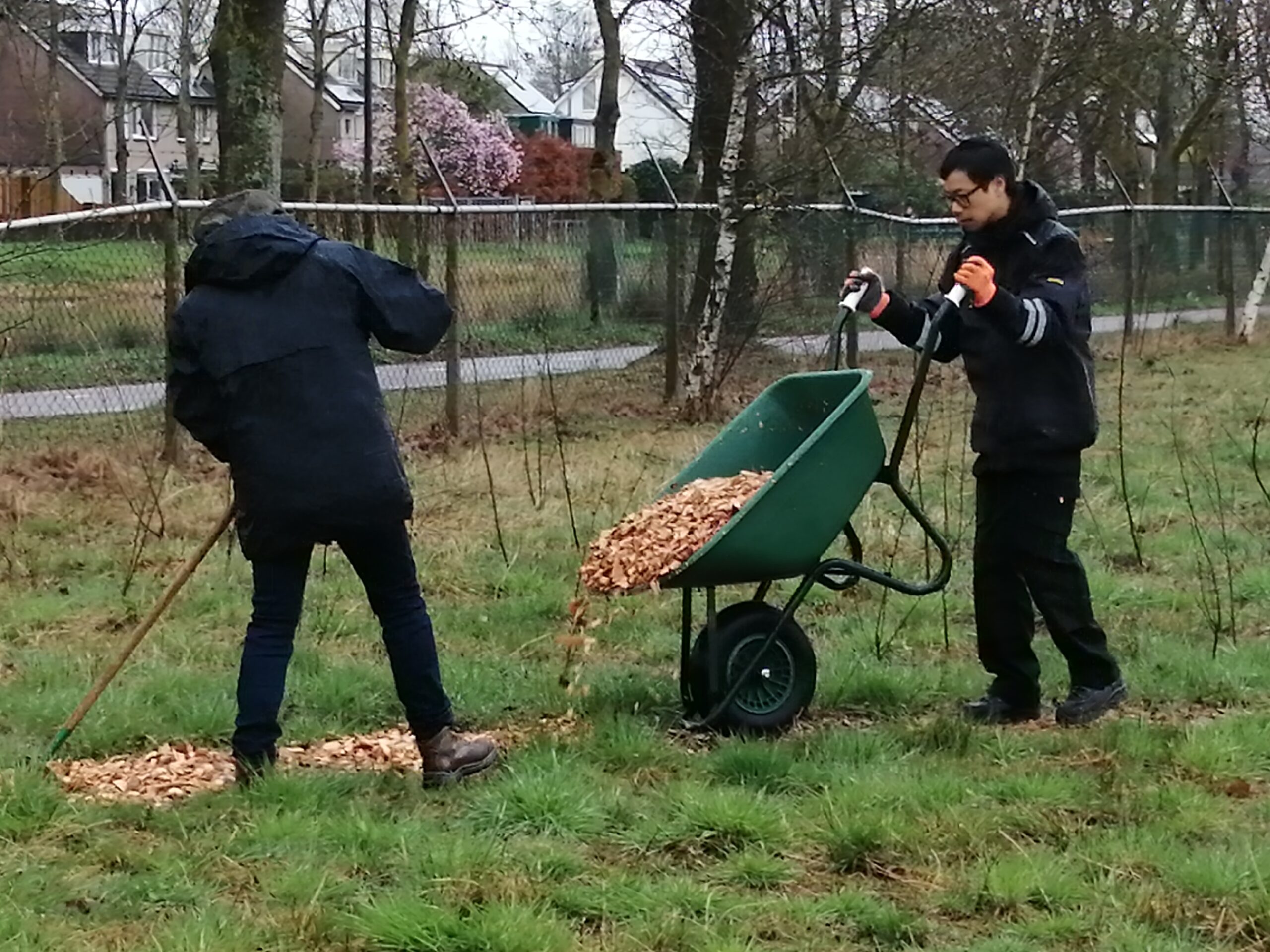 Twee mensen verspreiden houtsnippers in een grasveld met een kruiwagen en hark.