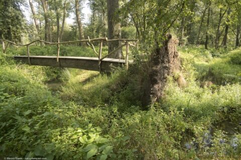 Houten voetgangersbrug over een beek in een dichtbegroeid bosrijk gebied.